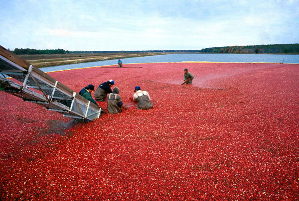 Cranberry-Ernte