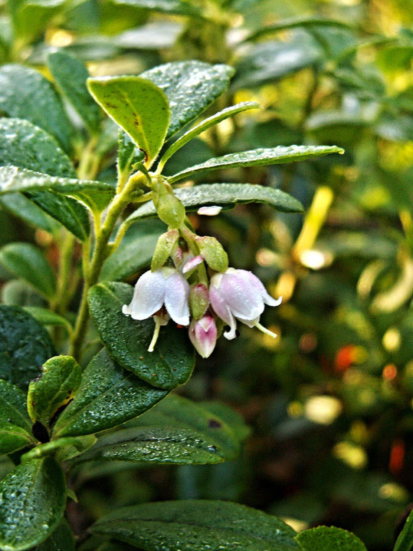 Cranberry - die Blume