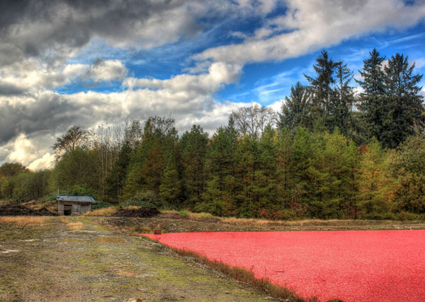 Der Anbau der Cranberries