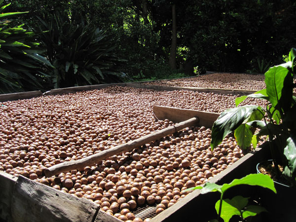 Bei Macadamias wird der Wassergehalt reduziert, während sie langsam trocknen.