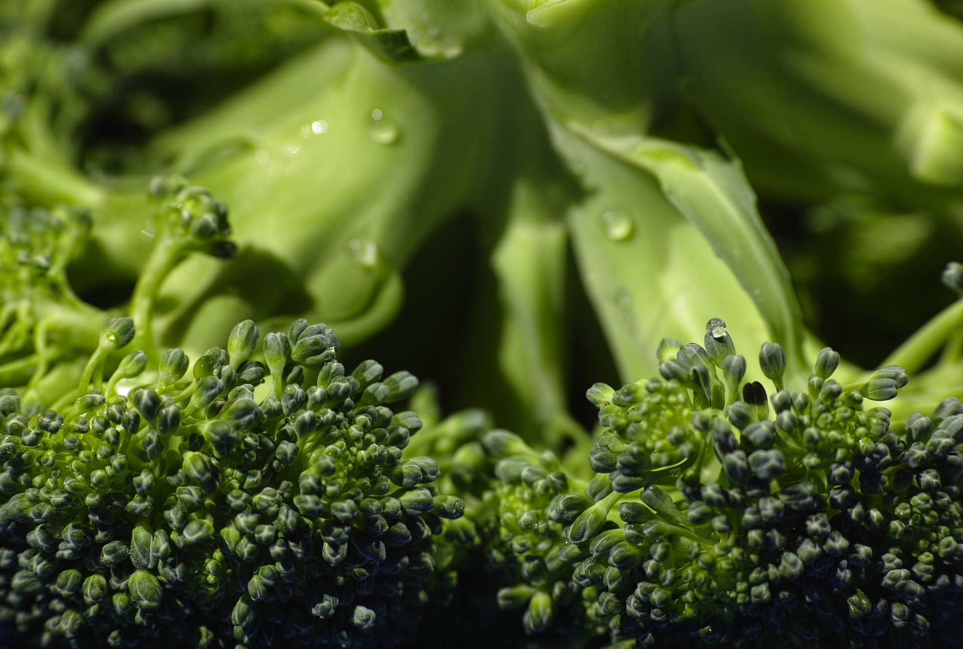 #10 Brokkoli – Heimische Superfood Röschen