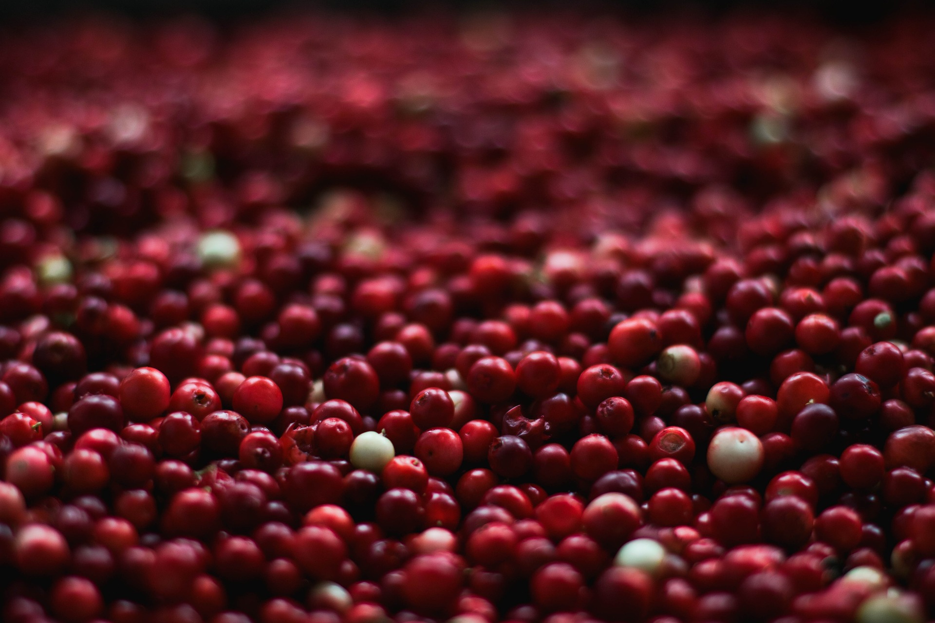 #3 Cranberries – “Wunderbeere” mit Sprungkraft