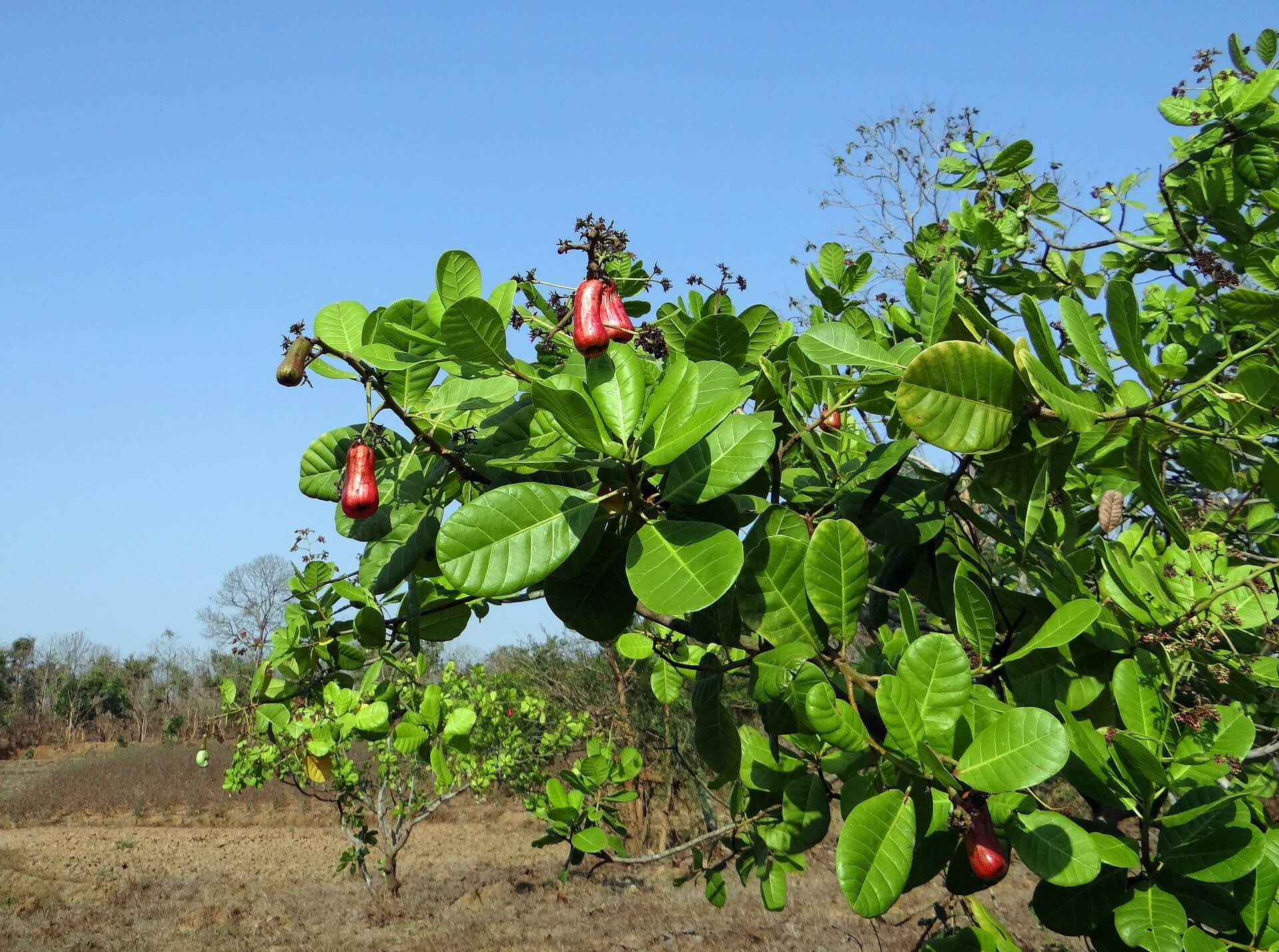 Die Cashew Frucht über den Cashewbaum und seine Früchte