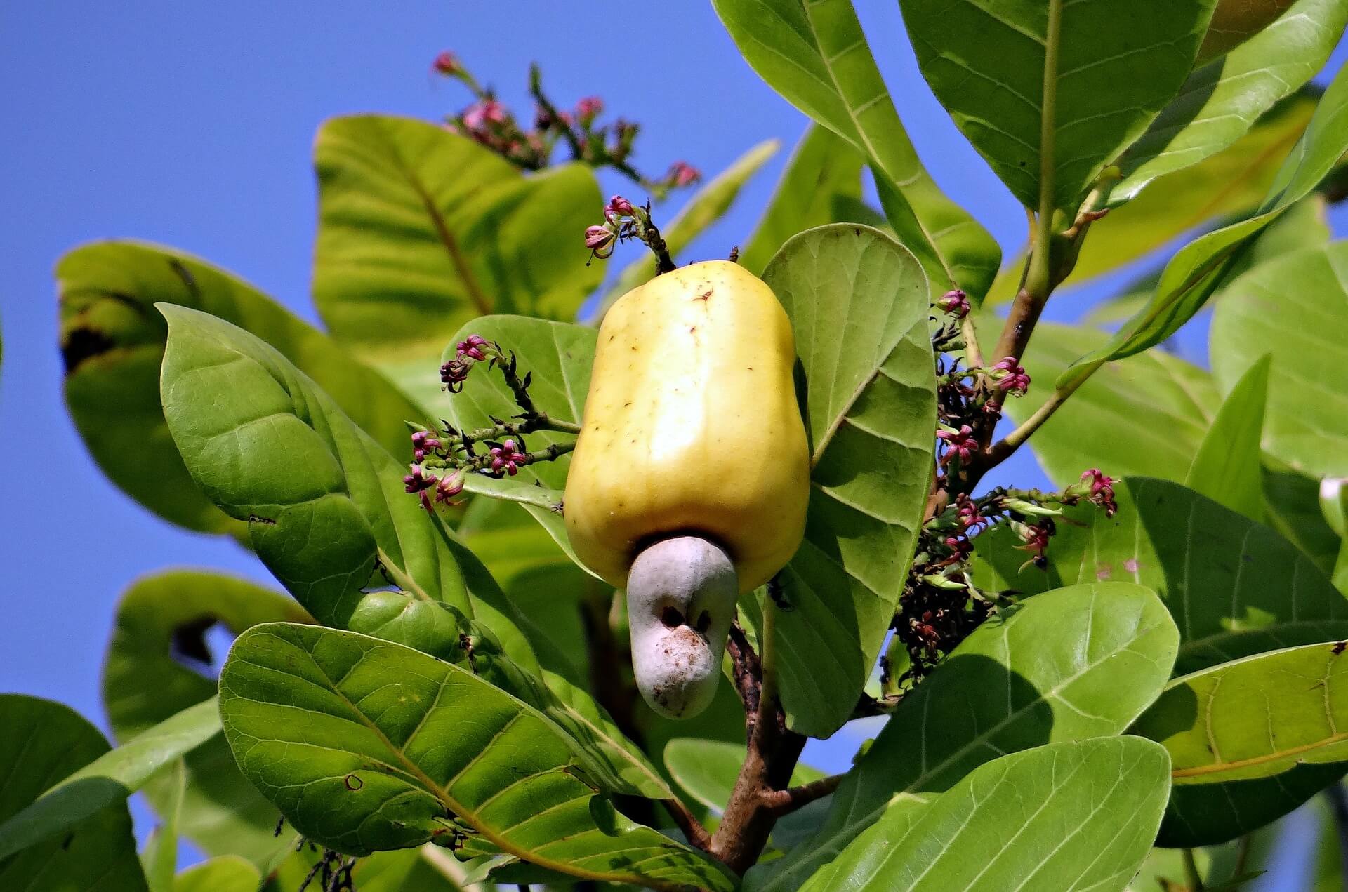 Die Cashew Frucht