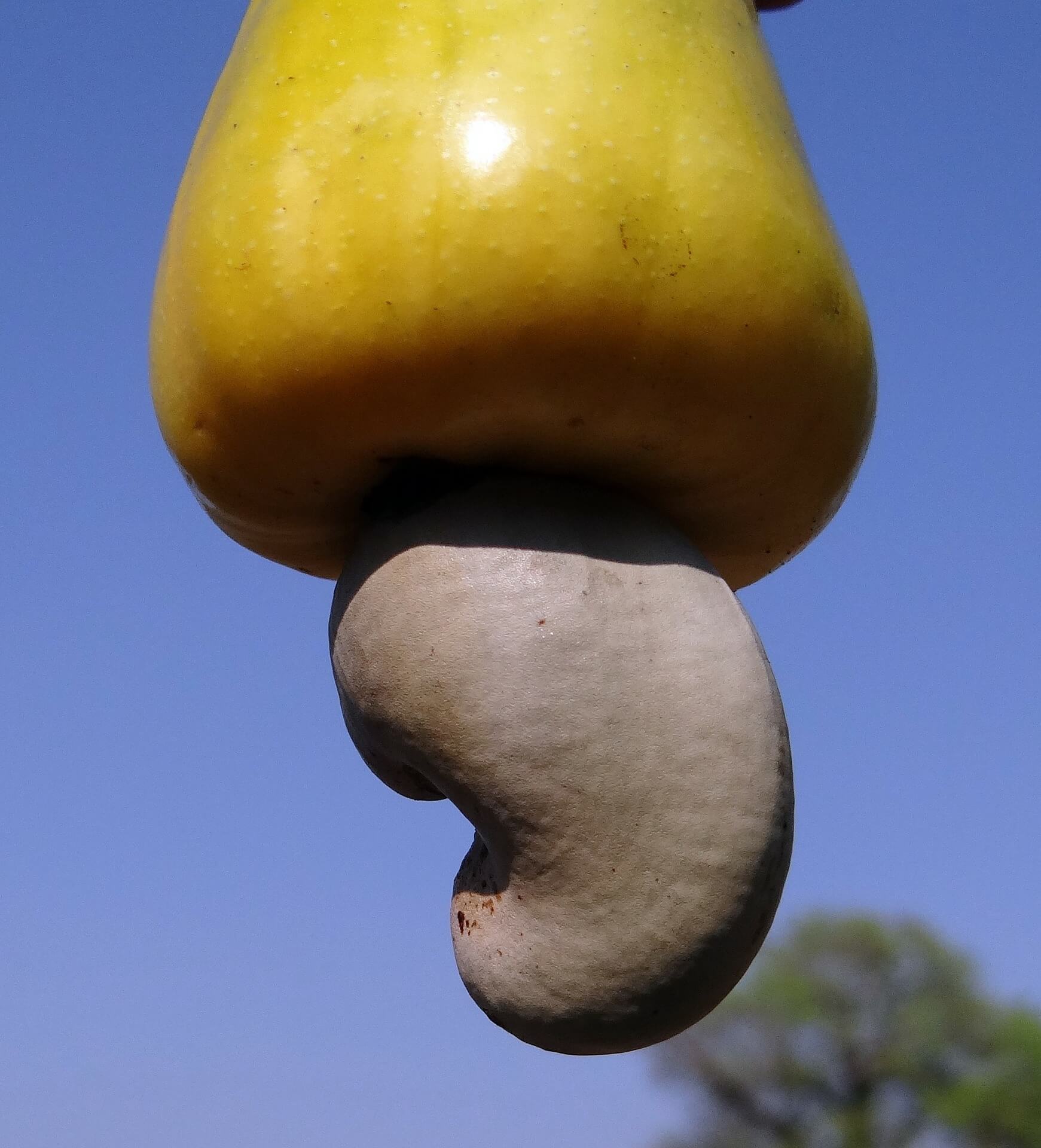 Die Kerne der Cashew Frucht