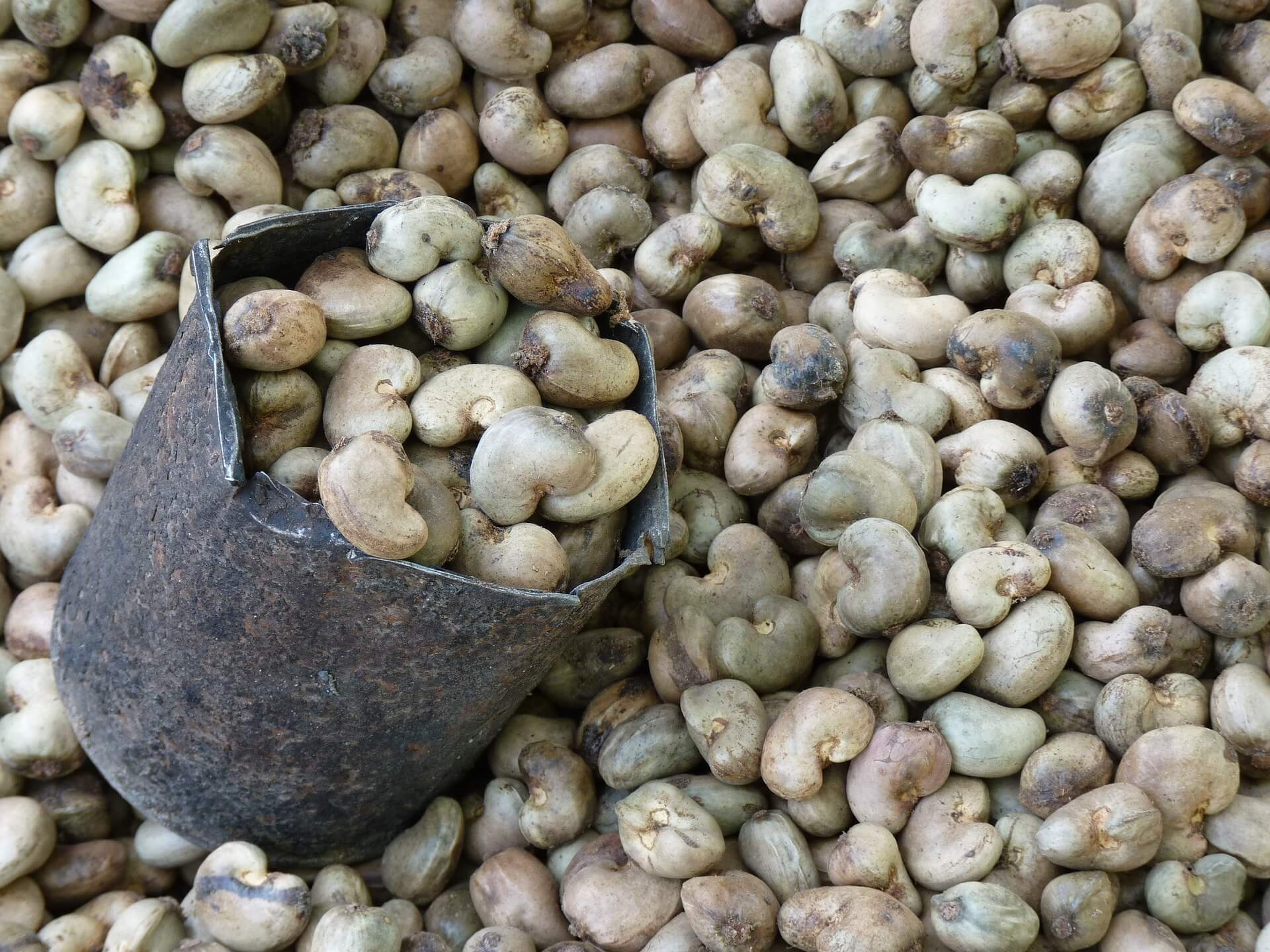 Schalen Hülle der Cashewfrucht